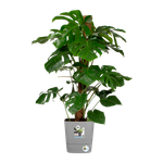 greensense aqua care carré 30cm ciment clair